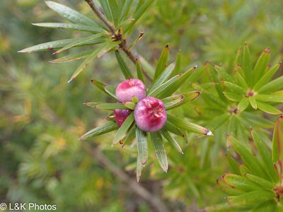 Cyathodes glauca, photographed by lallen