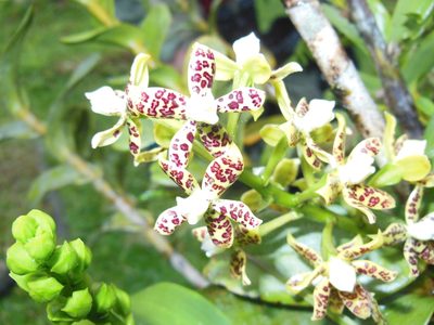 Prosthechea crassilabia, photographed by Erica Barkley