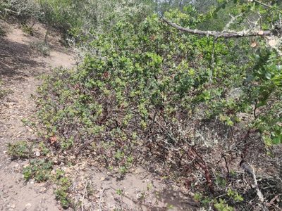 Arctostaphylos crustacea, photographed by Alexander Wentworth
