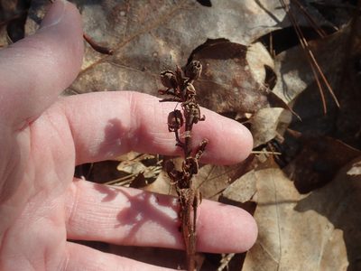 Hypopitys monotropa, photographed by Lynn Harper