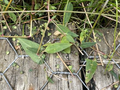 Atriplex prostrata, photographed by Penelope Noel Gillette