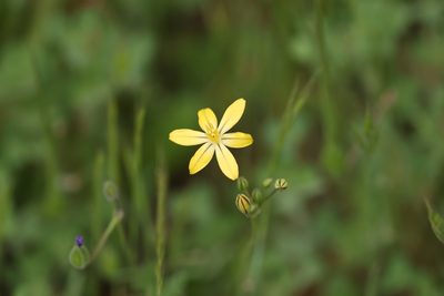 Triteleia ixioides, photographed by Dennis Eckhart