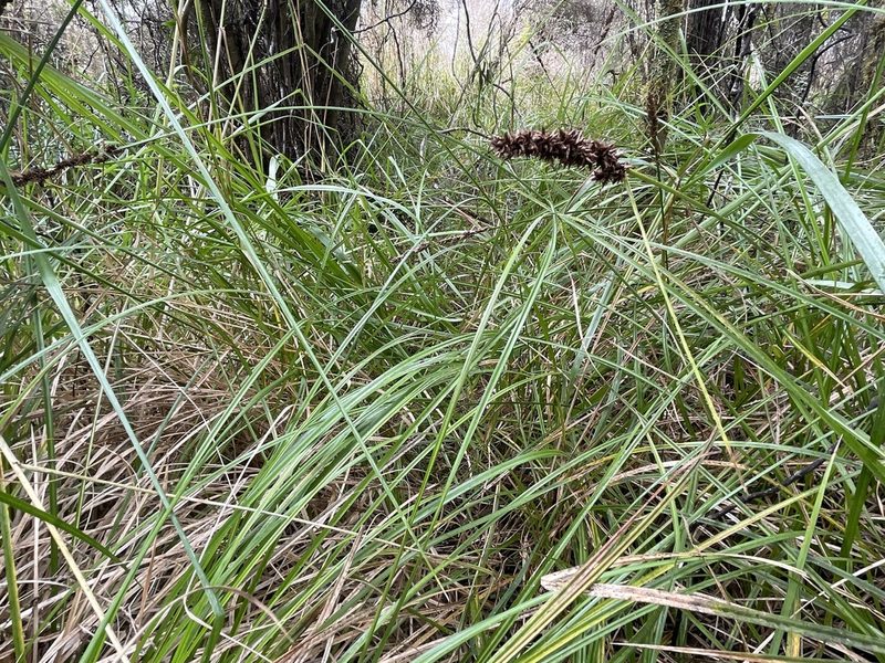 Carex appressa, photographed by Penelope Noel Gillette