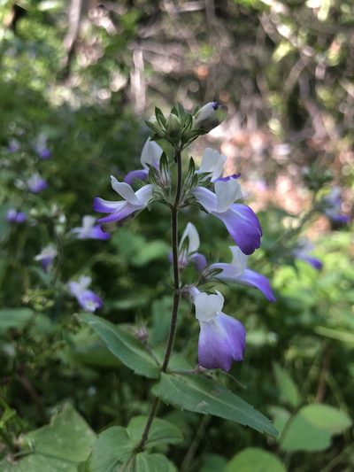 Collinsia multicolor, photographed by Justin Paulin