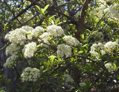 Viburnum rufidulum, photographed by saltyhiker