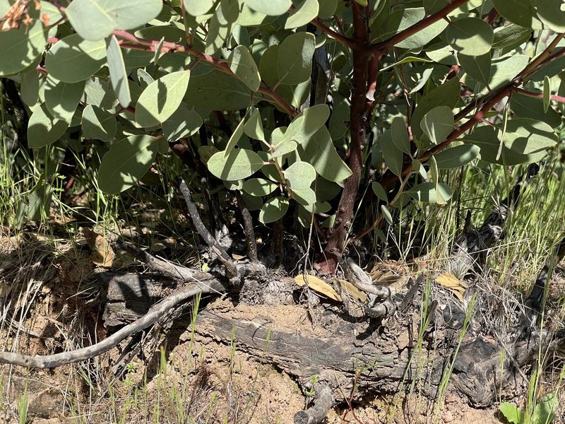 Arctostaphylos mewukka, photographed by Dee Shea Himes