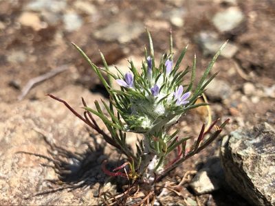 Eriastrum abramsii, photographed by Justin Paulin