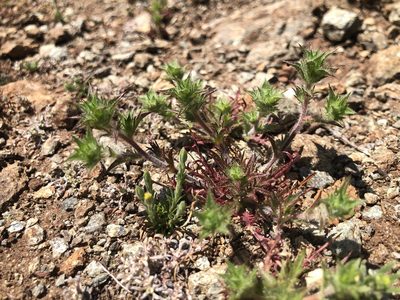Navarretia heterodoxa, photographed by Justin Paulin