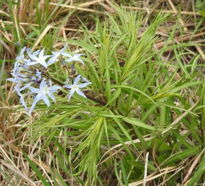 Amsonia ciliata, photographed by saltyhiker