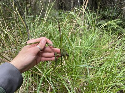 Carex geminata, photographed by Penelope Noel Gillette