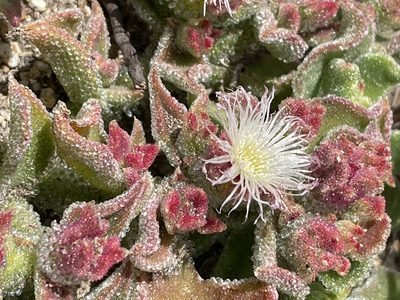 Mesembryanthemum crystallinum, photographed by Irene