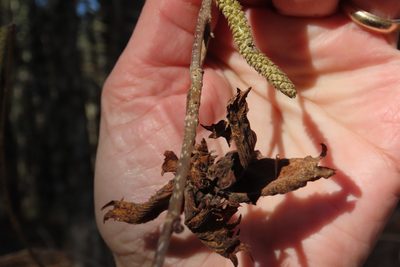 Corylus americana, photographed by Mike Gooley