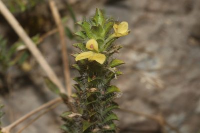 Tetramerium nervosum, photographed by Juan Cruzado Cortés