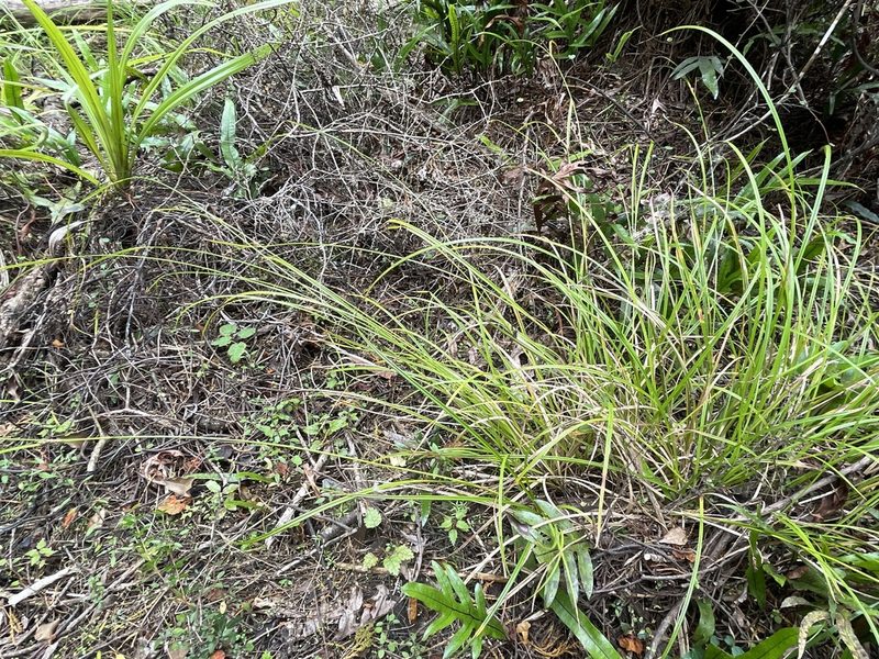 Carex dissita, photographed by Penelope Noel Gillette