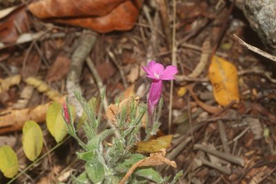 Ruellia inundata, photographed by Juan Cruzado Cortés