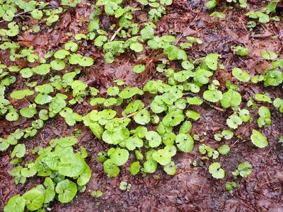 Petasites japonicus, photographed by Randal