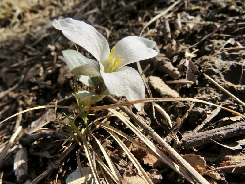 Trillium nivale, photographed by Seth G. Breeding