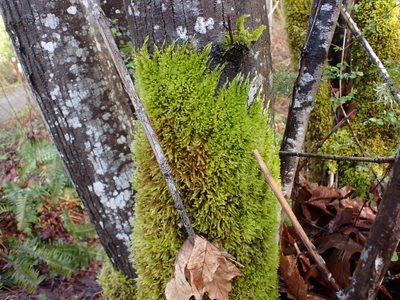 Homalothecium fulgescens, photographed by Randal
