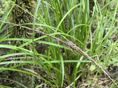 Carex uncinata, photographed by Penelope Noel Gillette