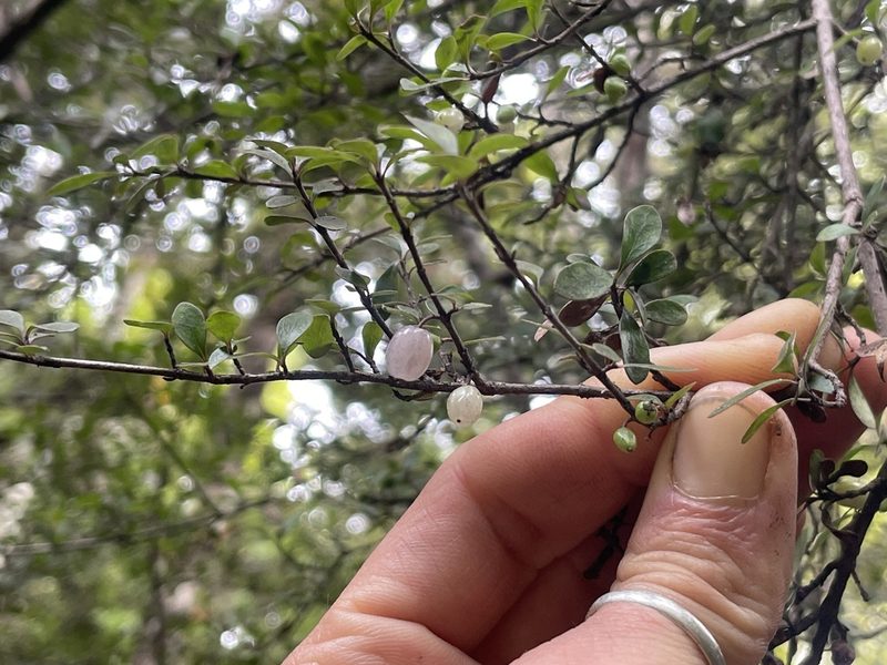 Coprosma pedicellata, photographed by Penelope Noel Gillette