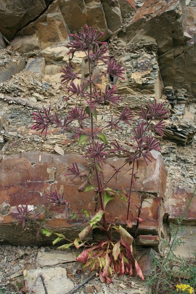 Saponaria glutinosa, photographed by Oleg Kosterin