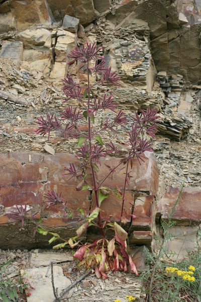 Saponaria glutinosa, photographed by Oleg Kosterin