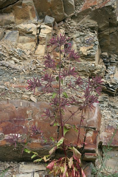 Saponaria glutinosa, photographed by Oleg Kosterin
