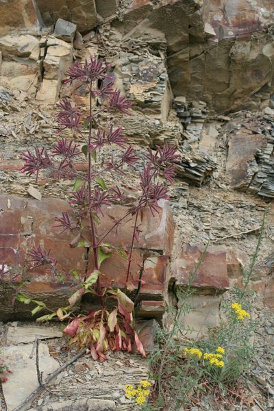 Saponaria glutinosa, photographed by Oleg Kosterin