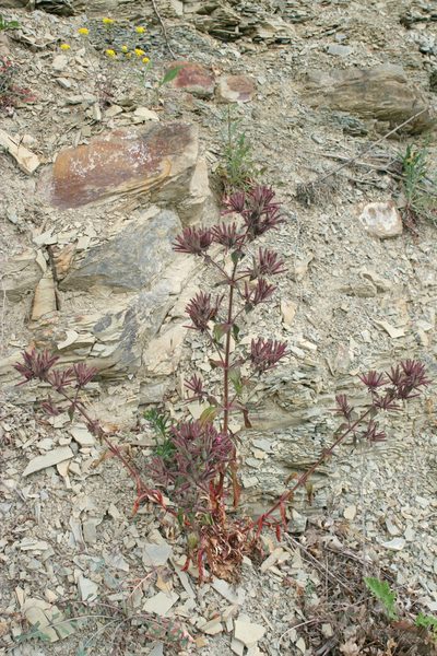 Saponaria glutinosa, photographed by Oleg Kosterin