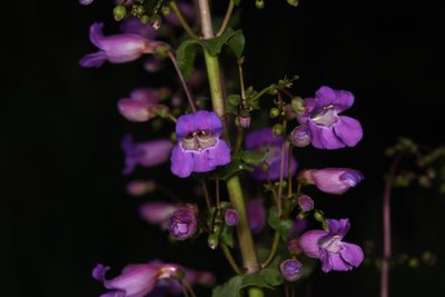 Penstemon spectabilis, photographed by Trevor Van Loon