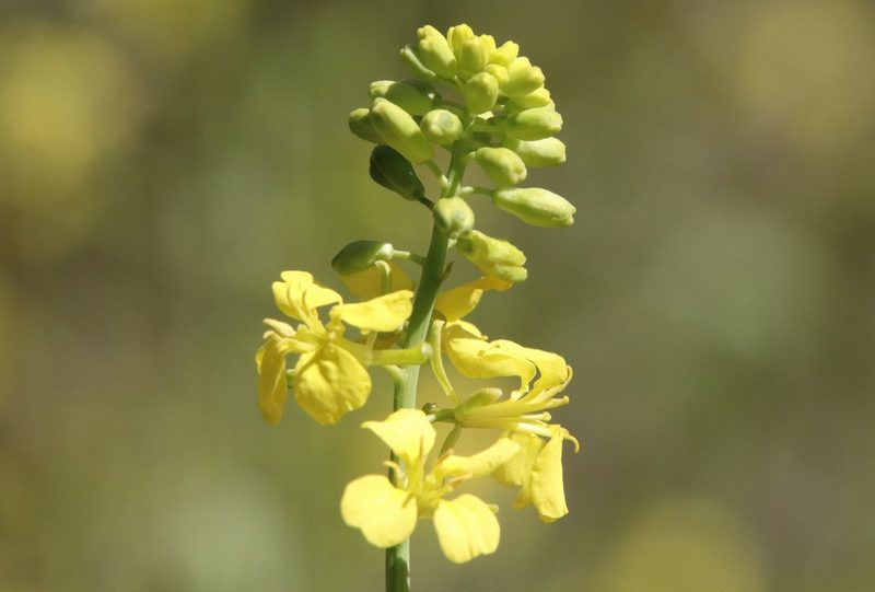 Mutarda nigra, photographed by Millie Basden