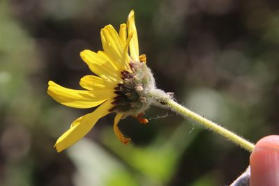 Encelia californica, photographed by Millie Basden