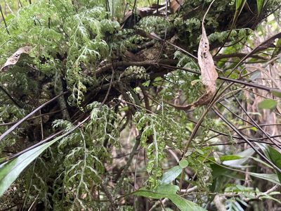 Hymenophyllum sanguinolentum, photographed by Penelope Noel Gillette