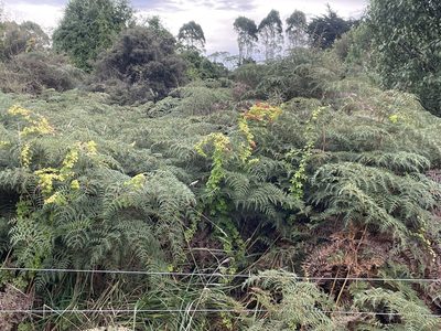 Tropaeolum speciosum, photographed by Penelope Noel Gillette