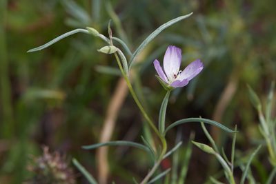 Clarkia affinis, photographed by Ken-ichi Ueda