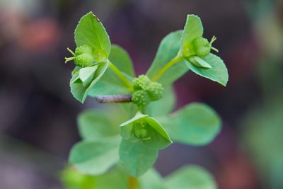 Euphorbia spathulata, photographed by Ken-ichi Ueda