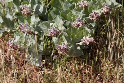 Asclepias californica, photographed by Ken-ichi Ueda