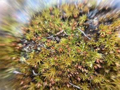 Atrichum angustatum, photographed by Bonnie Semmling