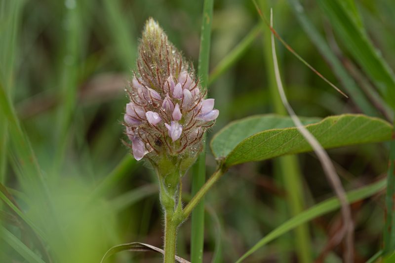 Uraria lagopodioides, photographed by 國立臺灣博物館