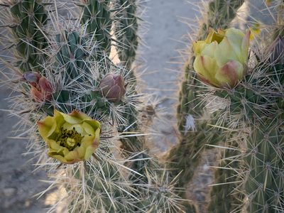 Cylindropuntia ganderi, photographed by Richard Jacob