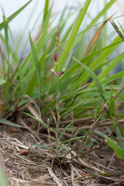 Alysicarpus bupleurifolius, photographed by 國立臺灣博物館