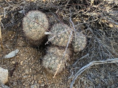 Pelecyphora alversonii, photographed by Richard Jacob