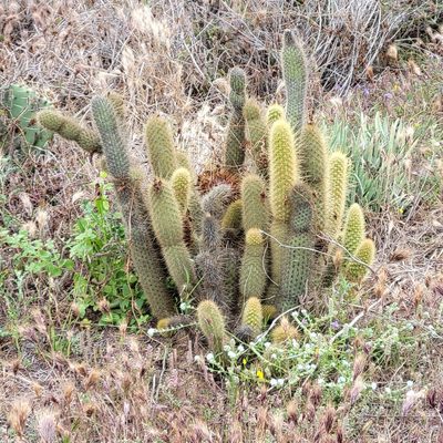 Bergerocactus emoryi, photographed by Dan Horowitz