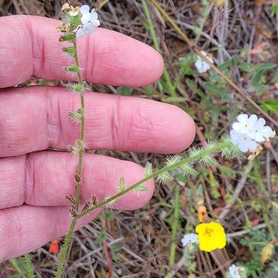 Cryptantha intermedia