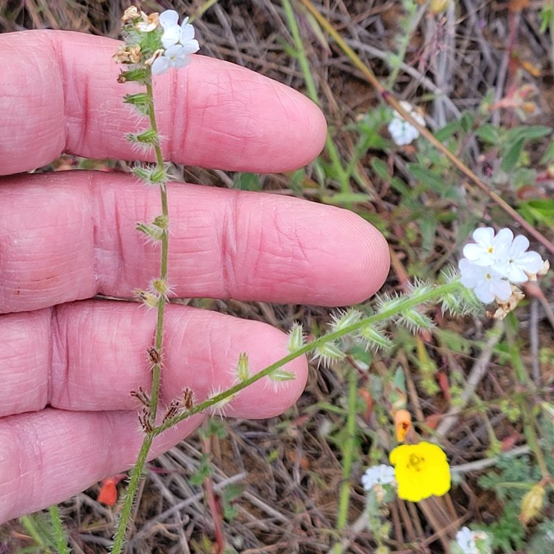 Cryptantha intermedia, photographed by Dan Horowitz