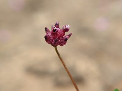 Trifolium depauperatum, photographed by Trevor Van Loon
