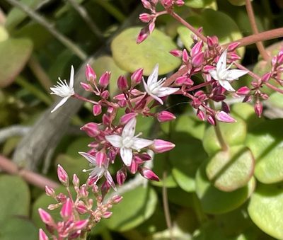 Crassula multicava, photographed by Irene