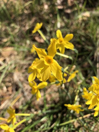 Narcissus jonquilla, photographed by Will McFarland