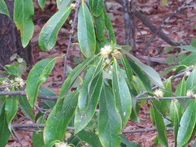 Symplocos tinctoria, photographed by Nonbinary-Naturalist