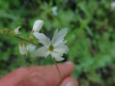 Lithophragma heterophyllum, photographed by joergmlpts
